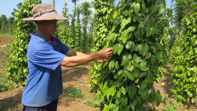 Phú Yên: Giá tiêu tăng lên 100.000 đồng/kg