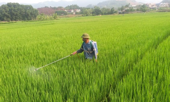 Phú Yên: Hơn 152 ha lúa bị sâu bệnh gây hại 