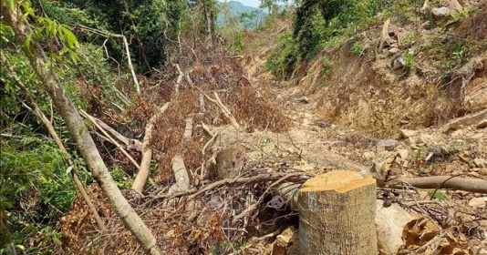 Phát hiện nhiều cây rừng tự nhiên ở Quảng Trị bị lâm tặc chặt phá, mở đường vận chuyển lâm sản