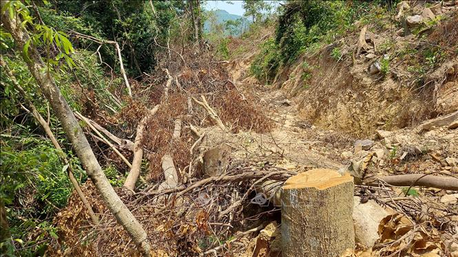 Hiện trường vụ chặt hạ nhiều cây rừng tự nhiên tại Tiểu khu 771, xã Cam Tuyền, huyện Cam Lộ. Ảnh: Thông tấn xã Việt Nam