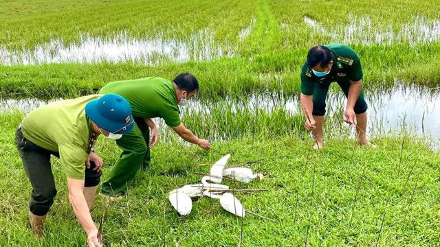 Quảng Bình: Tháo gỡ, tiêu hủy hàng vạn dụng cụ bẫy chim trời