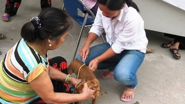 Quảng Nam: Báo động tình trạng vật nuôi mắc bệnh dại