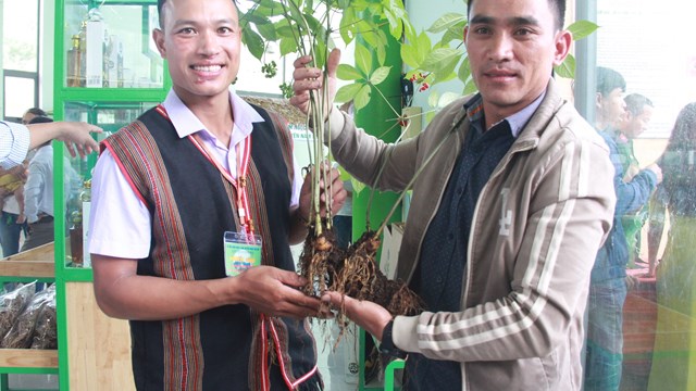 Quảng Nam: Chiêm ngưỡng cây sâm Ngọc Linh có giá bán gần 1 tỷ đồng