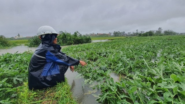 Quảng Nam: Mưa trái mùa, người dân bơm nước cứu dưa hấu