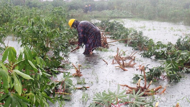 Quảng Nam: Người dân tranh thủ thu hoạch nông sản khi nước rút