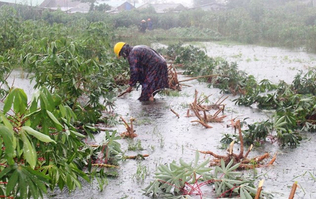 quang-nam-nguoi-d226n-tranh-thu-thu-hoach-n244ng-san-khi-nuoc-r250t_4.jpg