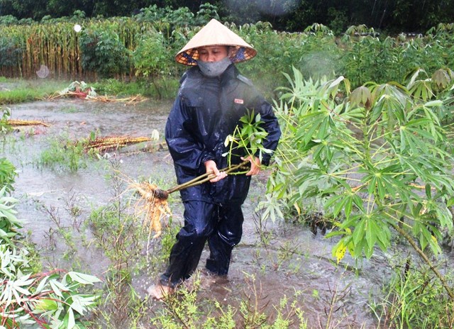 quang-nam-nguoi-d226n-tranh-thu-thu-hoach-n244ng-san-khi-nuoc-r250t_5.jpg