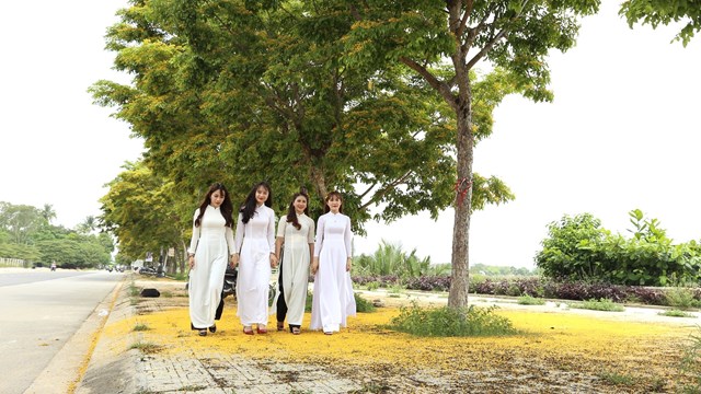 Quảng Nam: Nhiều hoạt động ở Lễ hội 'Tam Kỳ - Mùa hoa sưa năm 2023'