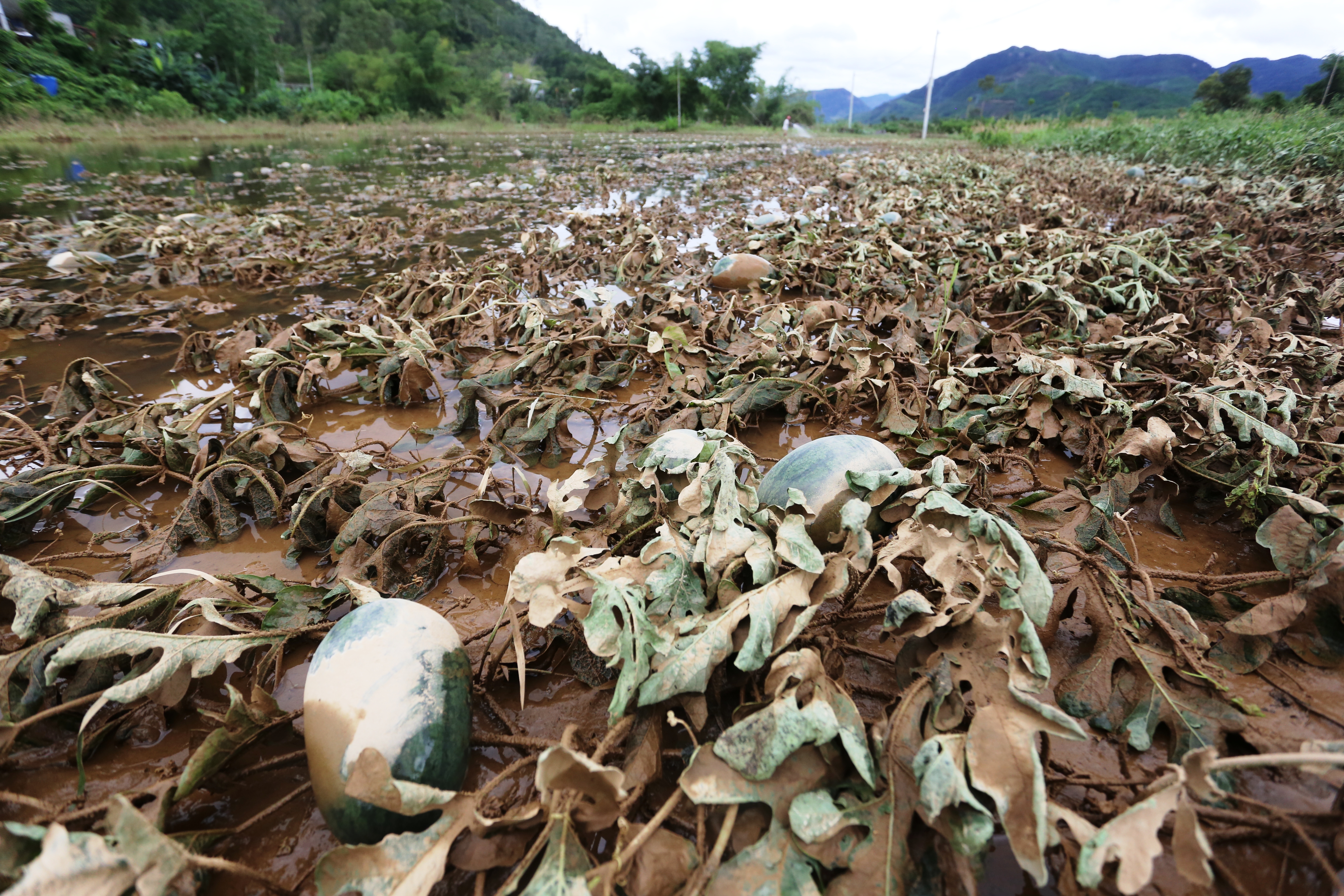 quang-nam-noi-dau-cua-nguoi-trong-dua-b234n-d242ng-s244ng-vu-gia_1.jpg quang-nam-noi-dau-cua-nguoi-trong-dua-b234n-d242ng-s244ng-vu-gia_1.jpg