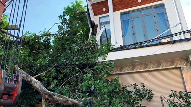 Quảng Ngãi: Cây đa cổ thụ ngã đè 1 người tử vong