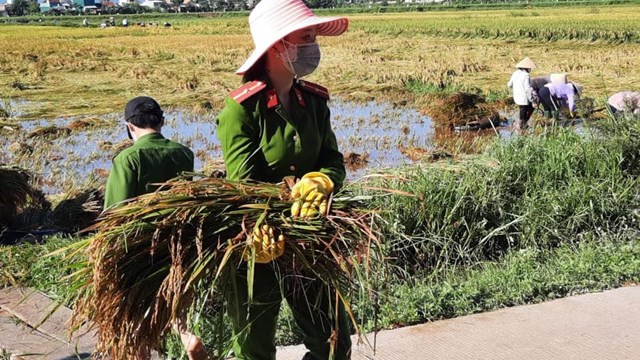 Quảng Ngãi: Công an, Quân đội cùng hội, đoàn thể giúp dân gặt lúa bị ngập sau bão