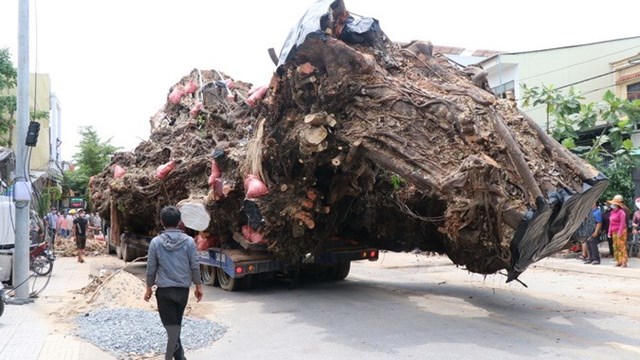 Quảng Ngãi: Di dời cây đa cổ thụ 200 năm bị bật gốc về núi Thiên Bút