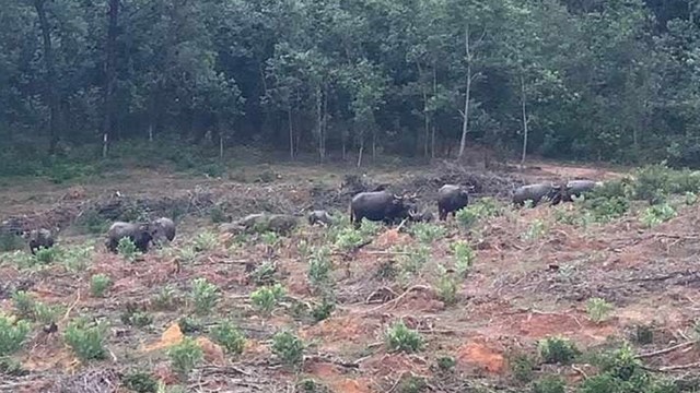 Quảng Trị: Đề nghị xử lý đàn trâu hoang ở vùng Khe Lấp 