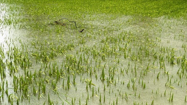 Quảng Trị: Hàng nghìn ha lúa, hoa màu có nguy cơ mất trắng vì mưa lũ