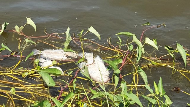 Quảng Trị: Hàng tấn cá ở hồ Nước Chè bị chết gây ô nhiễm môi trường