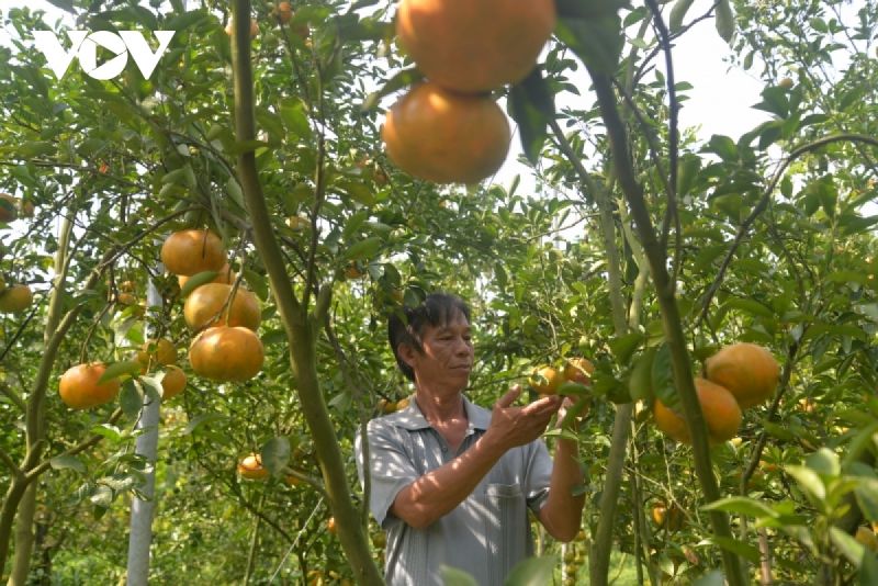 Ước vụ Tết các nhà vườn trồng quý sẽ đưa ra thị trường khoảng 5.000 tấn.