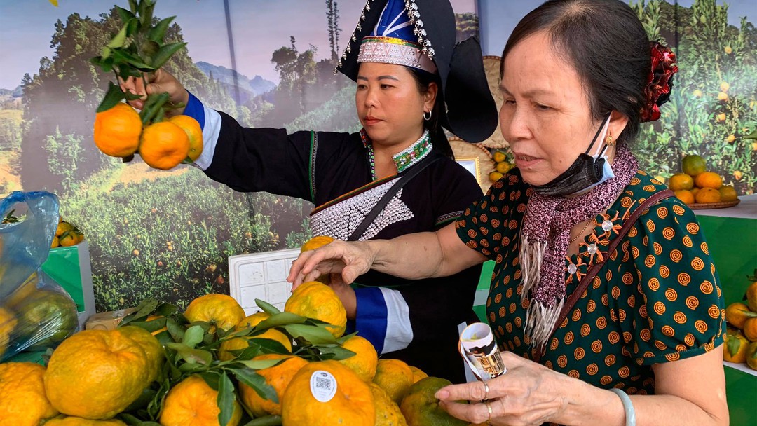 Quýt Mường Khương lần đầu được chào hàng cả tuần lễ tại Hà Nội