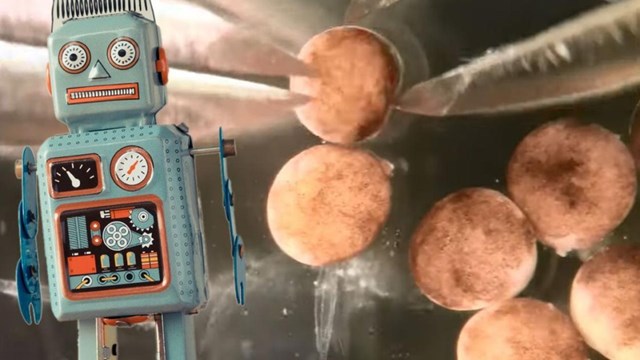 Robot sống đầu tiên có thể tự nhân bản