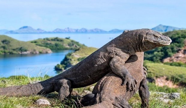 Rồng Komodo có nguy cơ tuyệt chủng do tác động của biến đổi khí hậu 