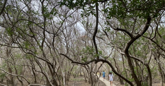 Rừng ngập mặn Rú Chá ở Huế cuốn hút khi vào mùa rụng lá