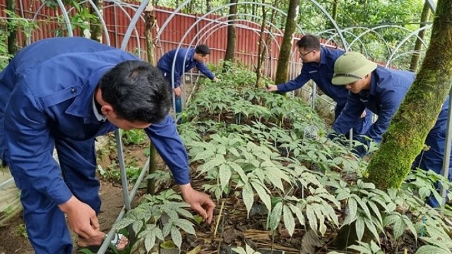 Sâm Lai Châu - 'Ngọc' quý nơi đại ngàn