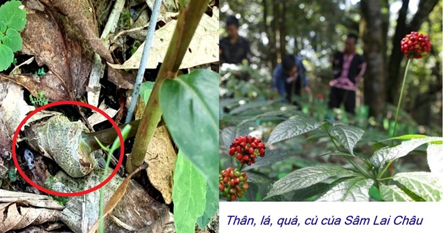 s226m-lai-ch226u-39ngoc39-qu253-noi-dai-ng224n_1.jpg s226m-lai-ch226u-39ngoc39-qu253-noi-dai-ng224n_1.jpg