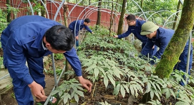s226m-lai-ch226u-39ngoc39-qu253-noi-dai-ng224n_2.jpg s226m-lai-ch226u-39ngoc39-qu253-noi-dai-ng224n_2.jpg