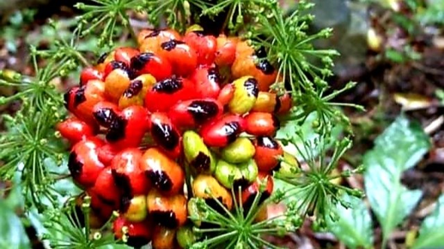 Sâm Ngọc Linh, ‘Quốc bảo’ của Việt Nam - Kỳ 2: Bảo tồn và phát triển cây sâm Ngọc Linh
