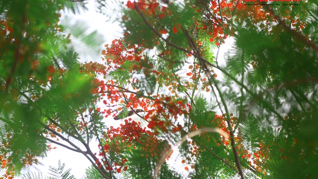 Sông Tô Lịch đẹp ngỡ ngàng bên hàng hoa Phượng vĩ