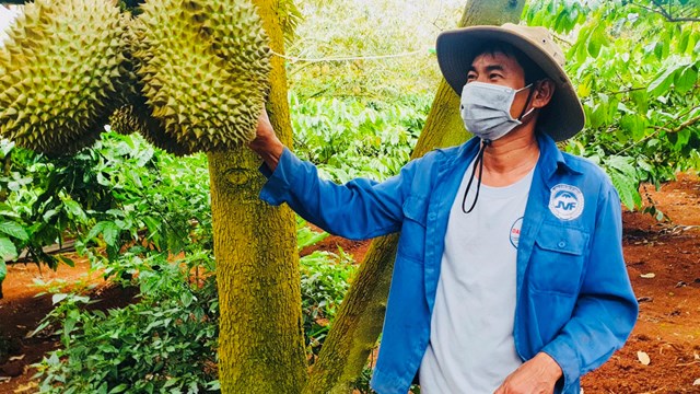 Sầu riêng Krông Pắc và khát vọng vươn xa trên thị trường quốc tế
