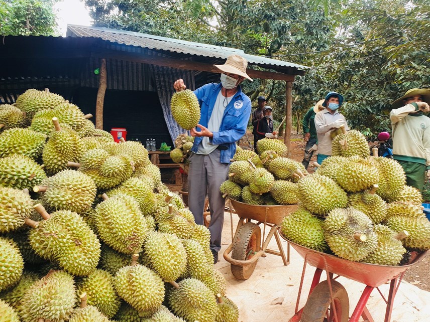 sau-ri234ng-kr244ng-pac-v224-kh225t-vong-vuon-xa-tr234n-thi-truong-quoc-te_1.jpg sau-ri234ng-kr244ng-pac-v224-kh225t-vong-vuon-xa-tr234n-thi-truong-quoc-te_1.jpg