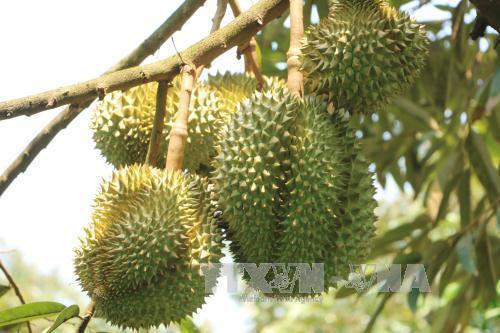 Sầu riêng Ri6 của Việt Nam phủ sóng thị trường Australia - Ảnh 1. Sầu riêng Ri6 của Việt Nam phủ sóng thị trường Australia - Ảnh 1.