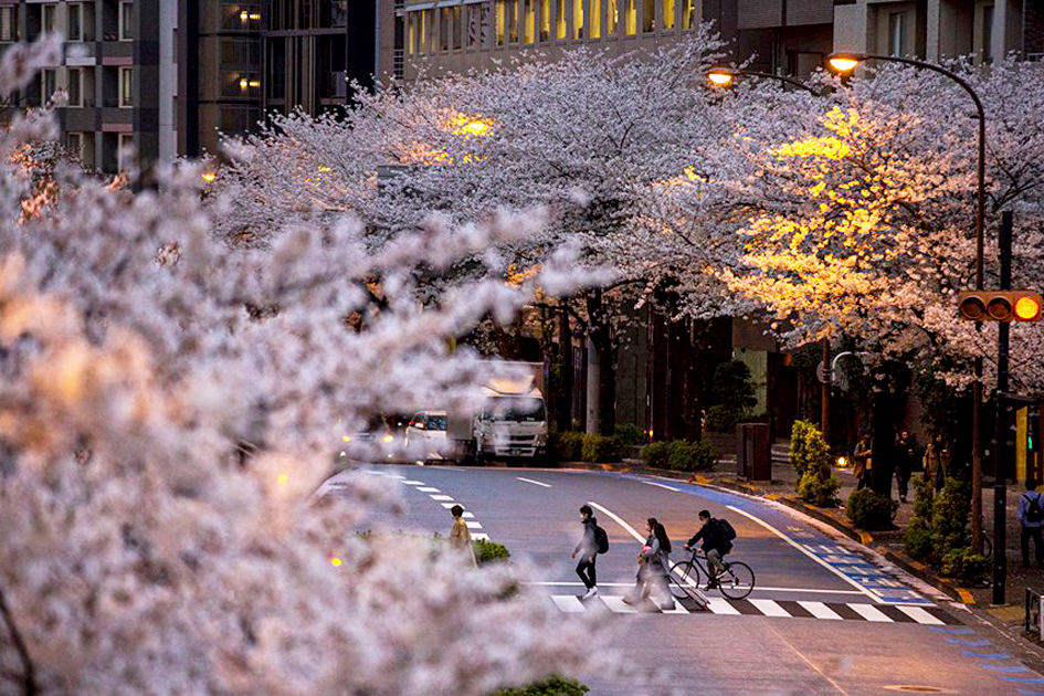 Nhật Bản đẹp xao xuyến trong mùa hoa anh đào nở