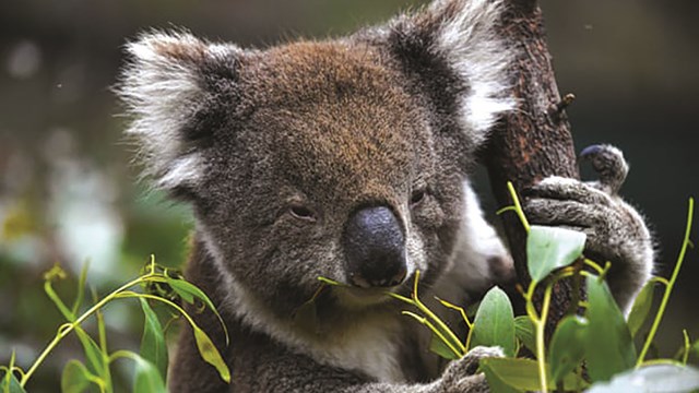 Số Koala ở Australia mất đi 1/3 chỉ trong vòng 3 năm