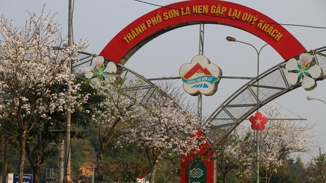 Sơn La: Lễ hội 'Mùa hoa ban 2023' sẽ diễn ra từ ngày 11/3