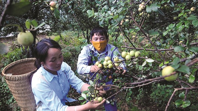 Tìm đầu ra cho quả sơn tra