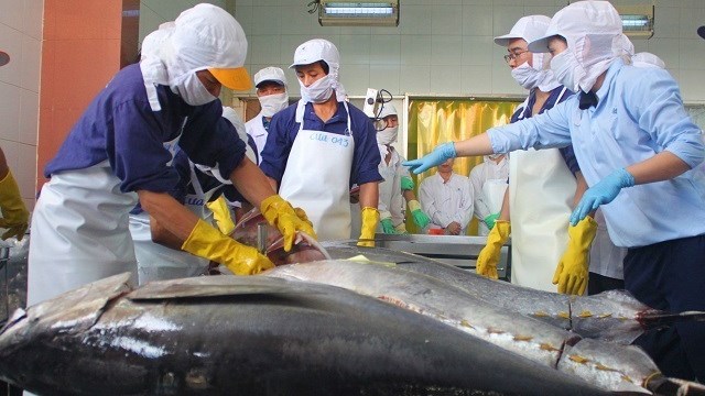 Tìm ‘đường bơi’ cho cá ngừ đại dương