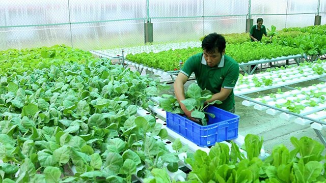 Tìm lối ra cho nông sản của hợp tác xã