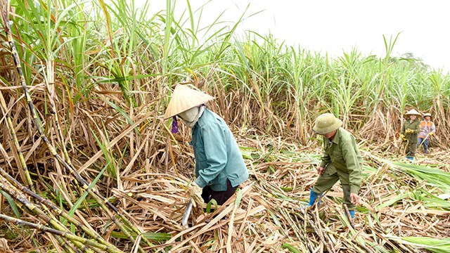 Tăng giá mía cho vụ sắp tới