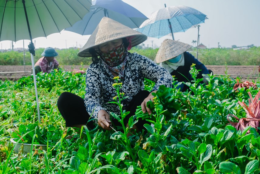 tat-bat-thu-hoach-tai-vua-rau-m234-linh-sau-nhung-ng224y-h224-noi-gi227n-c225ch_2.jpg