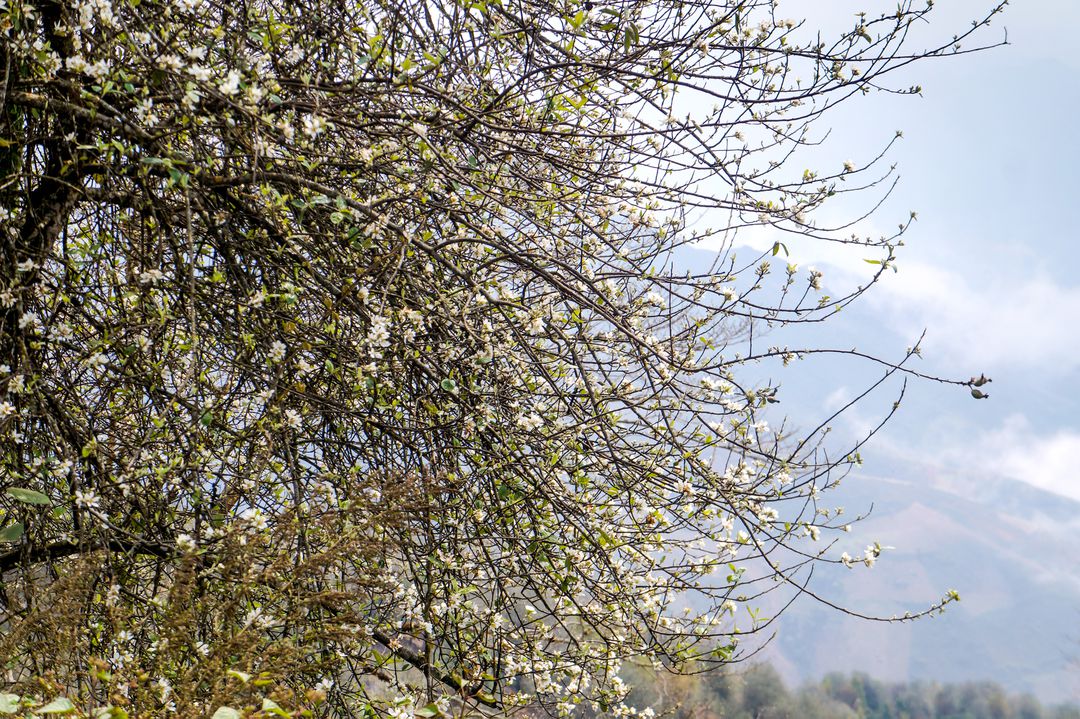 Tây Bắc mùa hoa táo mèo: Vẻ đẹp lặng lẽ, thơ mộng giữa mùa xuân