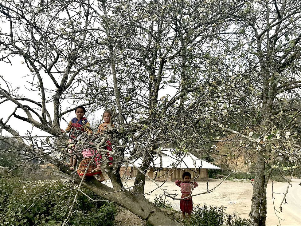 Tây Bắc mùa hoa táo mèo: Vẻ đẹp lặng lẽ, thơ mộng giữa mùa xuân - ảnh 5
