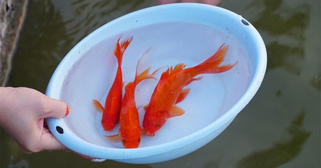 Thả cá chép ngày ông Công ông Táo đúng cách
