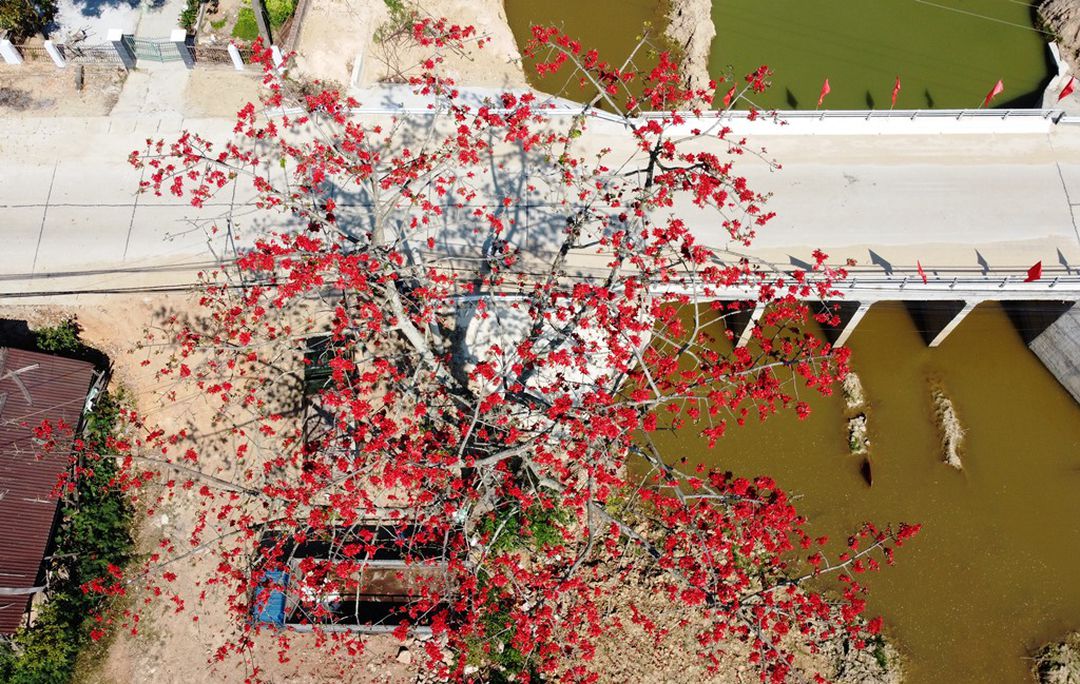 Tháng 3, chiêm ngưỡng những cây gạo già ra hoa rực đỏ nơi miền Trung