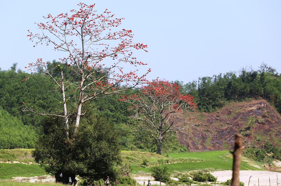 Tháng 3, chiêm ngưỡng những cây gạo già ra hoa rực đỏ nơi miền Trung - ảnh 10
