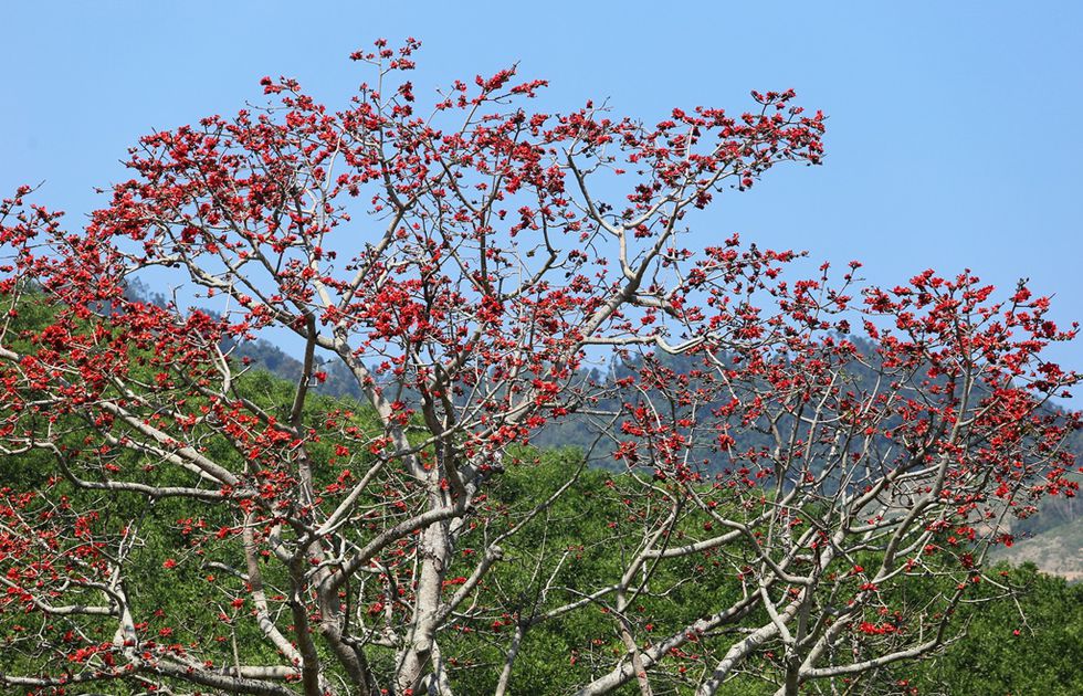 Tháng 3, chiêm ngưỡng những cây gạo già ra hoa rực đỏ nơi miền Trung - ảnh 11