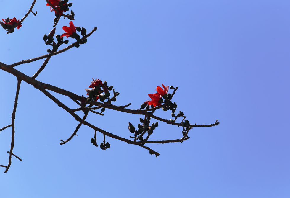 Tháng 3, chiêm ngưỡng những cây gạo già ra hoa rực đỏ nơi miền Trung - ảnh 12