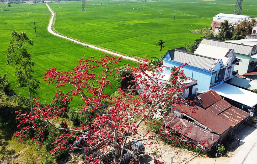 Tháng 3, chiêm ngưỡng những cây gạo già ra hoa rực đỏ nơi miền Trung - ảnh 3