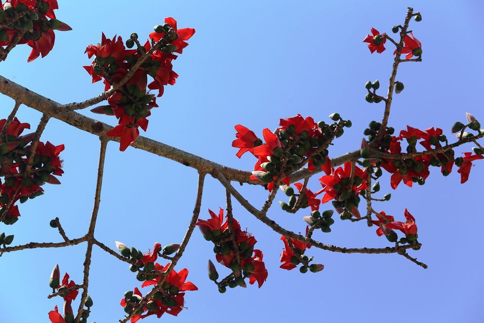 Tháng 3, chiêm ngưỡng những cây gạo già ra hoa rực đỏ nơi miền Trung - ảnh 4