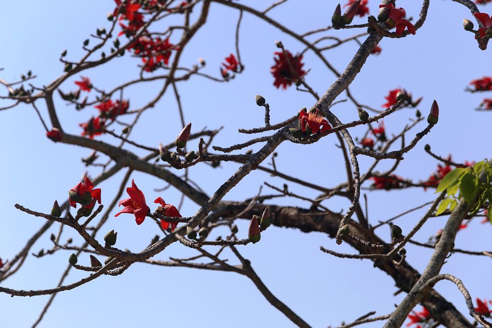Tháng 3, chiêm ngưỡng những cây gạo già ra hoa rực đỏ nơi miền Trung - ảnh 6